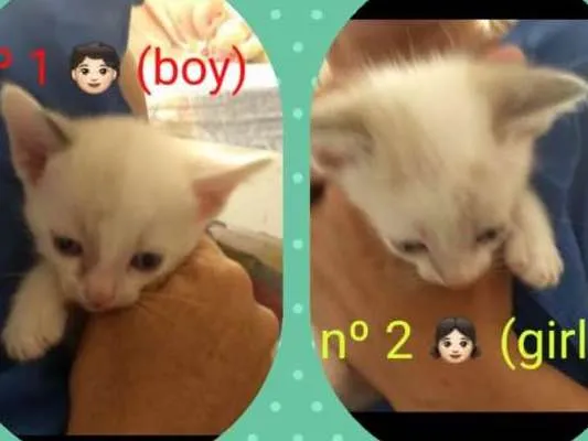 Gato ra a Não sei idade Abaixo de 2 meses nome Ainda não tem