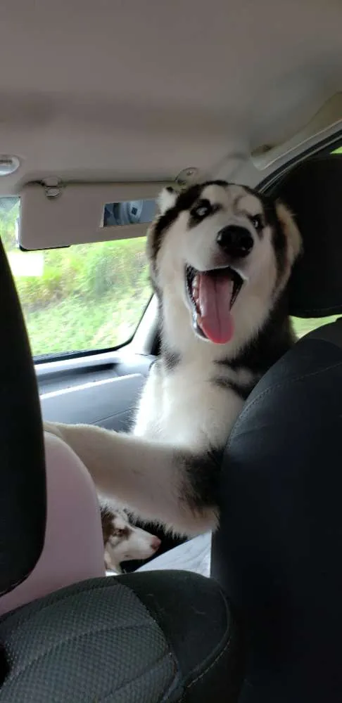 Cachorro ra a Husky Siberiano  idade 7 a 11 meses nome Dante
