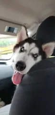 Dante