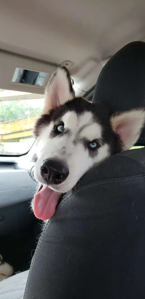 Cachorro ra a Husky Siberiano  idade 7 a 11 meses nome Dante