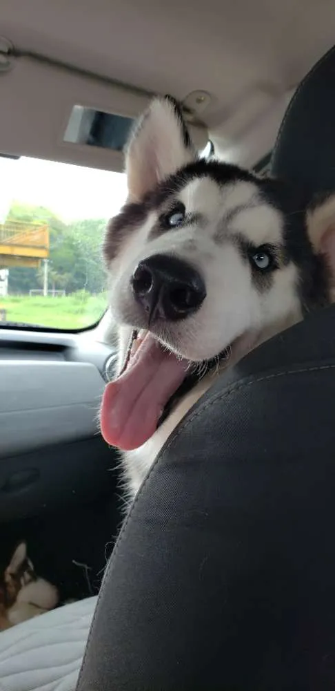 Cachorro ra a Husky Siberiano  idade 7 a 11 meses nome Dante