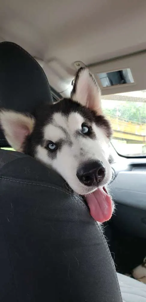 Cachorro ra a Husky Siberiano  idade 7 a 11 meses nome Apolo