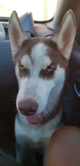 Apolo