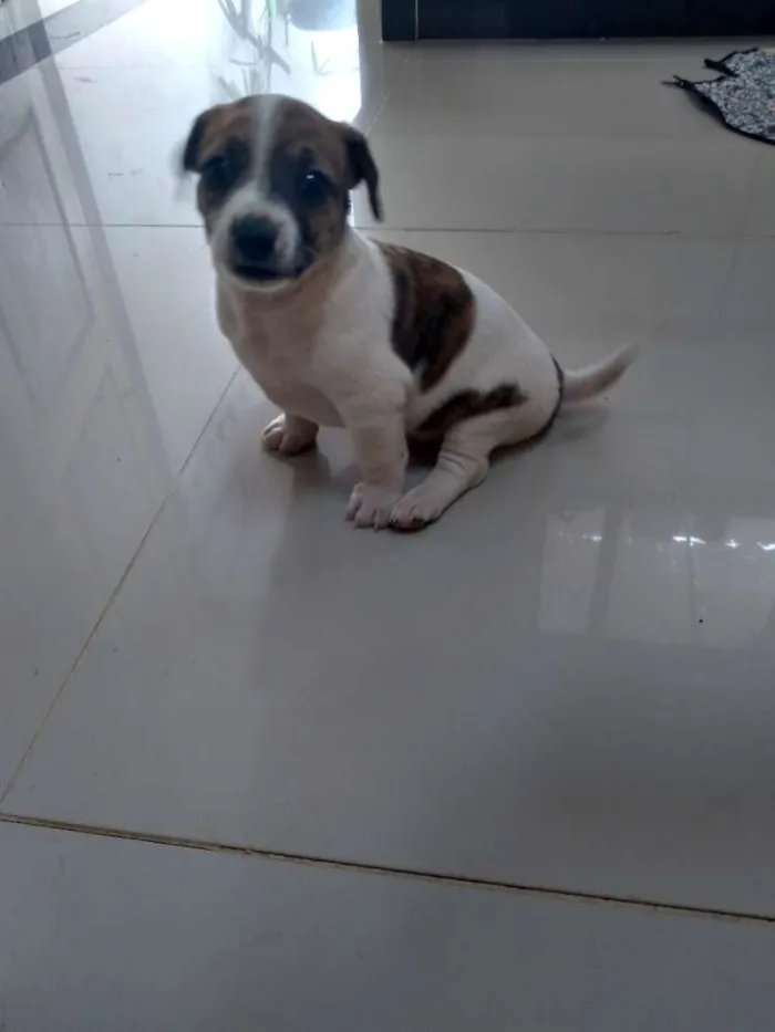 Cachorro ra a Vira lata idade Abaixo de 2 meses nome Sem nome