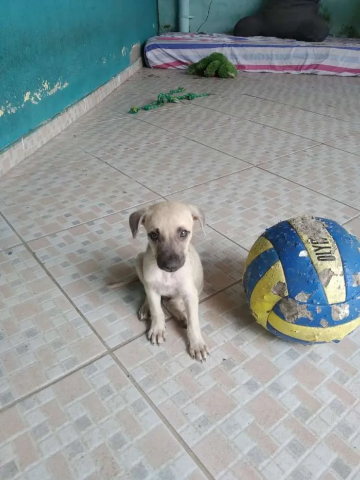 Cachorro ra a srd idade Abaixo de 2 meses nome Sem nome