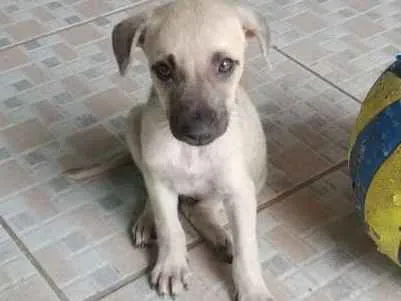 Cachorro ra a srd idade Abaixo de 2 meses nome Sem nome
