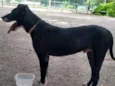 Cachorro raça srd idade 1 ano nome Boris