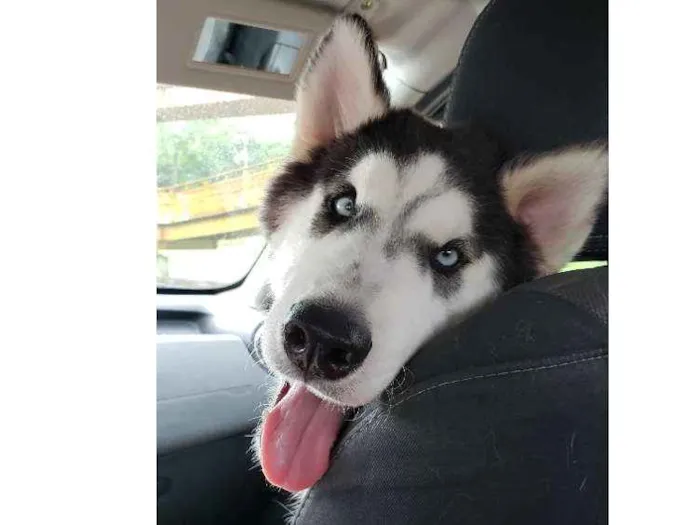Cachorro ra a Husky Siberiano  idade 7 a 11 meses nome Dante