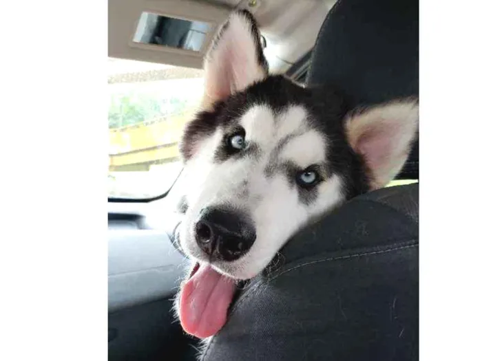 Cachorro ra a Husky Siberiano  idade 7 a 11 meses nome Dante