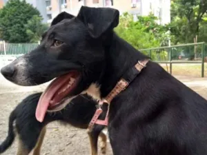Cachorro raça srd idade 1 ano nome Boris