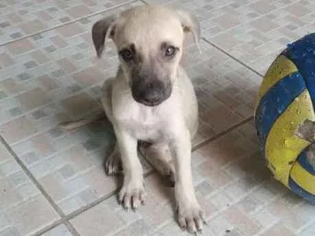 Cachorro ra a srd idade Abaixo de 2 meses nome Sem nome