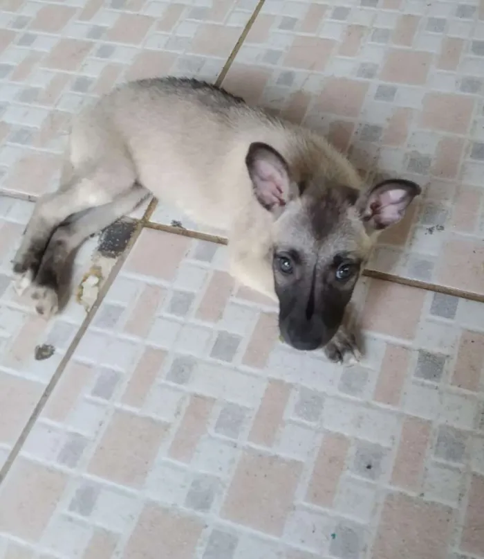 Cachorro ra a srd idade Abaixo de 2 meses nome Sem nome