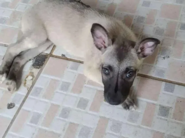 Cachorro ra a srd idade Abaixo de 2 meses nome Sem nome