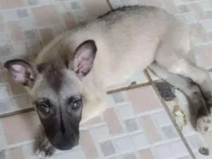 Cachorro raça srd idade Abaixo de 2 meses nome Sem nome