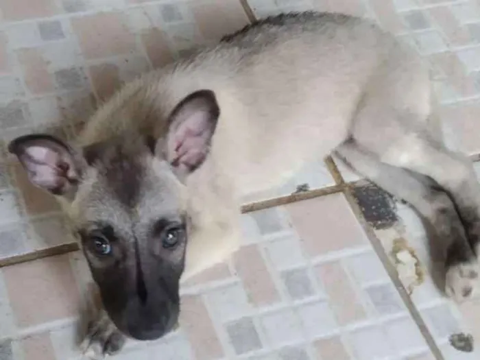 Cachorro ra a srd idade Abaixo de 2 meses nome Sem nome