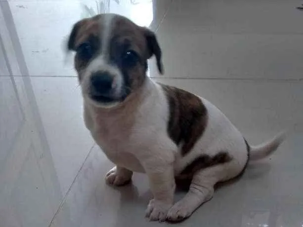 Cachorro ra a Vira lata idade Abaixo de 2 meses nome Sem nome