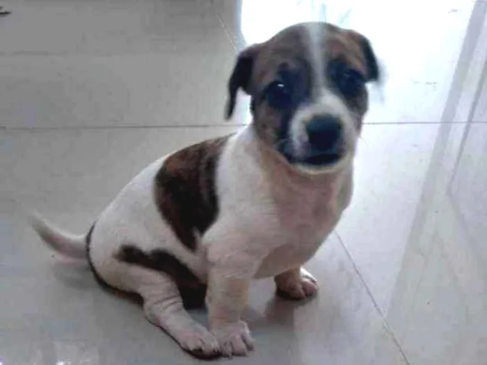 Cachorro ra a Vira lata idade Abaixo de 2 meses nome Sem nome