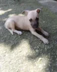 Cachorro raça srd idade Abaixo de 2 meses nome Sem nome