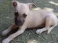 Cachorro raça srd idade Abaixo de 2 meses nome Sem nome
