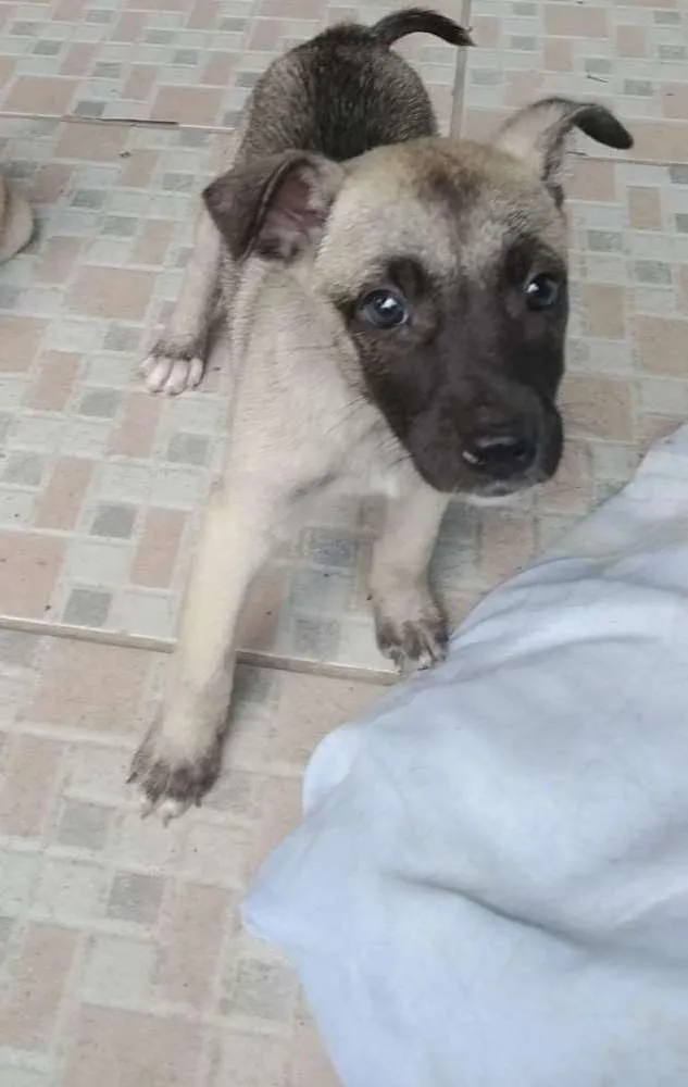 Cachorro ra a srd idade Abaixo de 2 meses nome Sem.nome