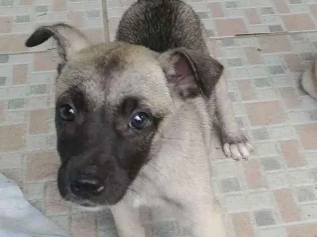 Cachorro ra a srd idade Abaixo de 2 meses nome Sem.nome