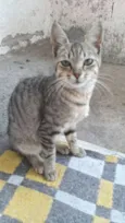 Gata filhote
