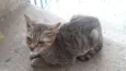 Gata filhote