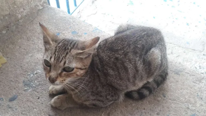 Gato ra a Não sei idade Abaixo de 2 meses nome Gata filhote