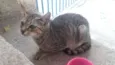 Gata filhote