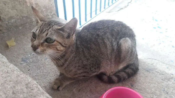Gato ra a Não sei idade Abaixo de 2 meses nome Gata filhote