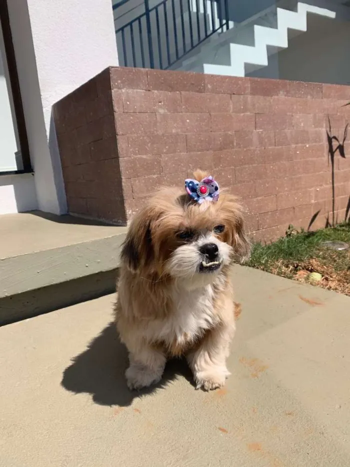 Cachorro ra a Lhasa Apso idade 6 ou mais anos nome Lalit