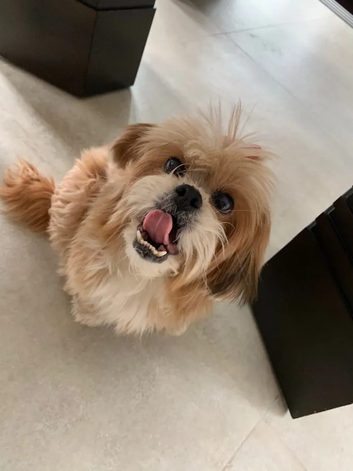 Cachorro ra a Lhasa Apso idade 6 ou mais anos nome Lalit