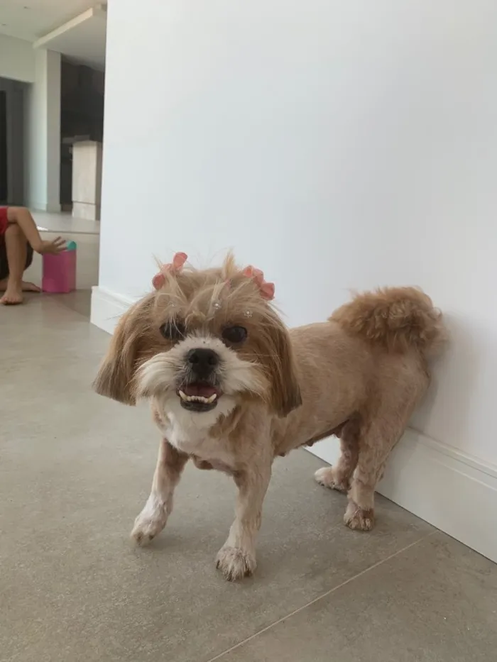 Cachorro ra a Lhasa Apso idade 6 ou mais anos nome Lalit