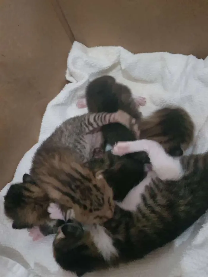 Gato raça  idade Abaixo de 2 meses nome Ainda sem nome