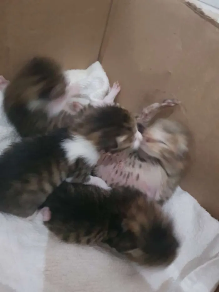 Gato raça  idade Abaixo de 2 meses nome Ainda sem nome