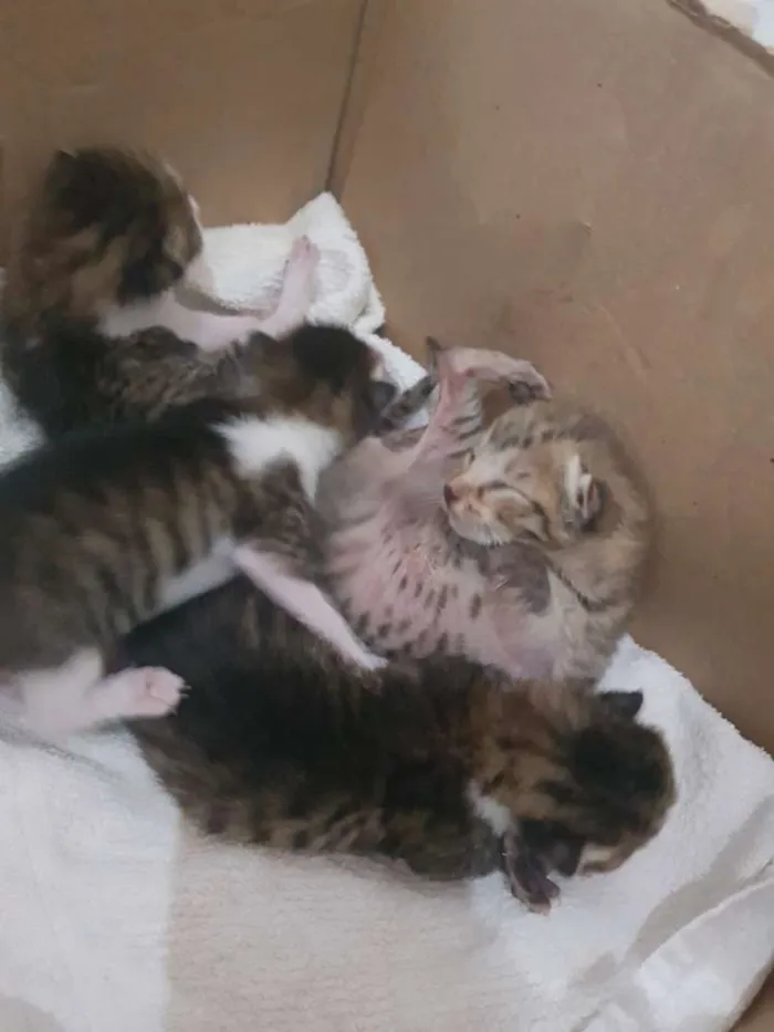Gato raça  idade Abaixo de 2 meses nome Ainda sem nome