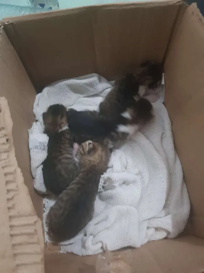 Gato raça  idade Abaixo de 2 meses nome Ainda sem nome