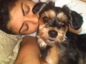 Cachorro raça Yorke idade 2 a 6 meses nome Mia