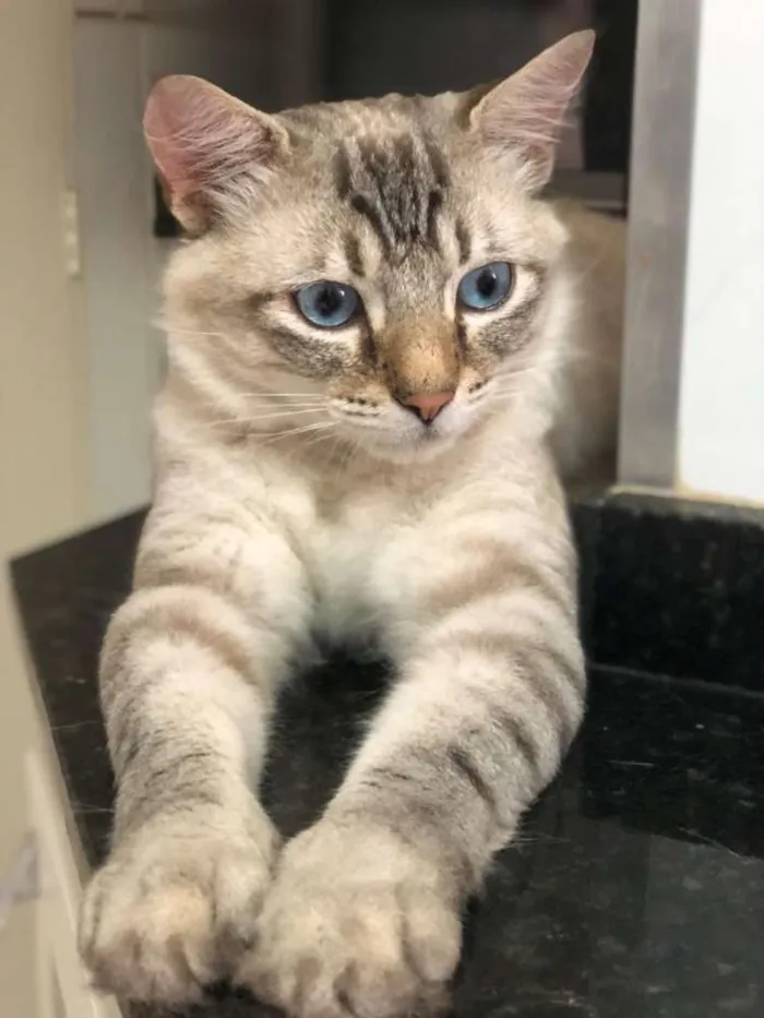 Gato ra a Srd idade 2 anos nome Theo 