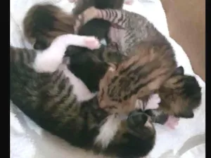 Gato raça  idade Abaixo de 2 meses nome Ainda sem nome