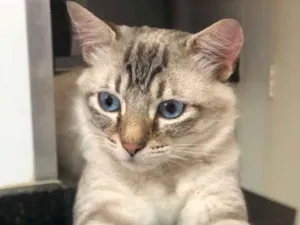 Gato raça Srd idade 2 anos nome Theo 