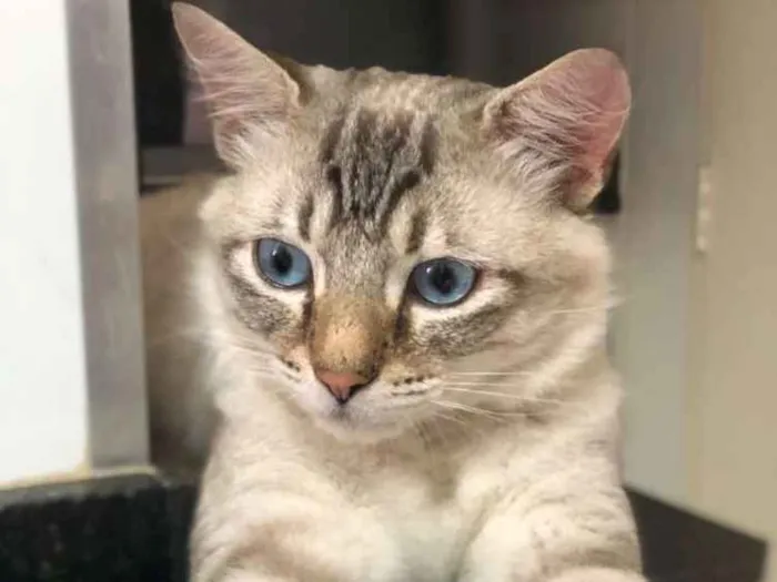 Gato ra a Srd idade 2 anos nome Theo 