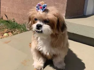 Cachorro raça Lhasa Apso idade 6 ou mais anos nome Lalit
