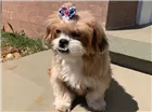 Cachorro raça Lhasa Apso idade 6 ou mais anos nome Lalit