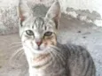 Gata filhote