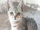 Gato raça Não sei idade Abaixo de 2 meses nome Gata filhote
