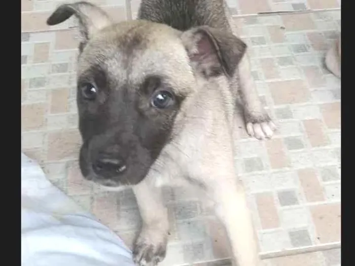 Cachorro ra a srd idade Abaixo de 2 meses nome Sem.nome