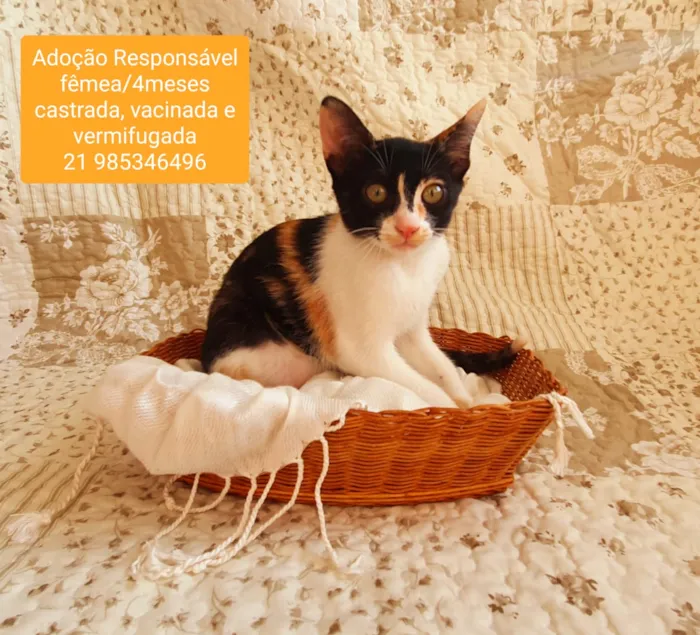 Gato ra a SRD idade 2 a 6 meses nome Tricolor