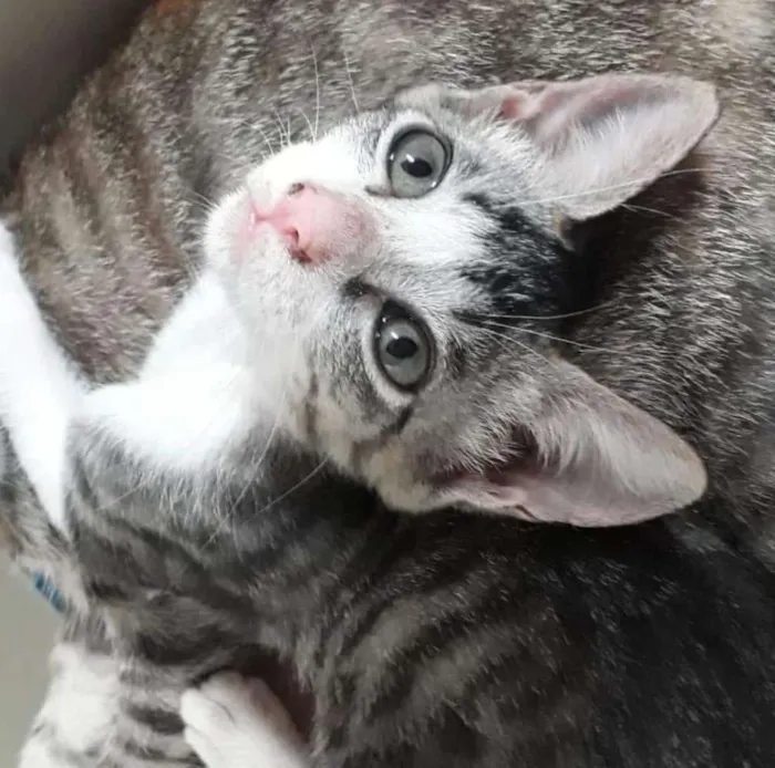 Gato ra a SRD idade Abaixo de 2 meses nome Sem nome 