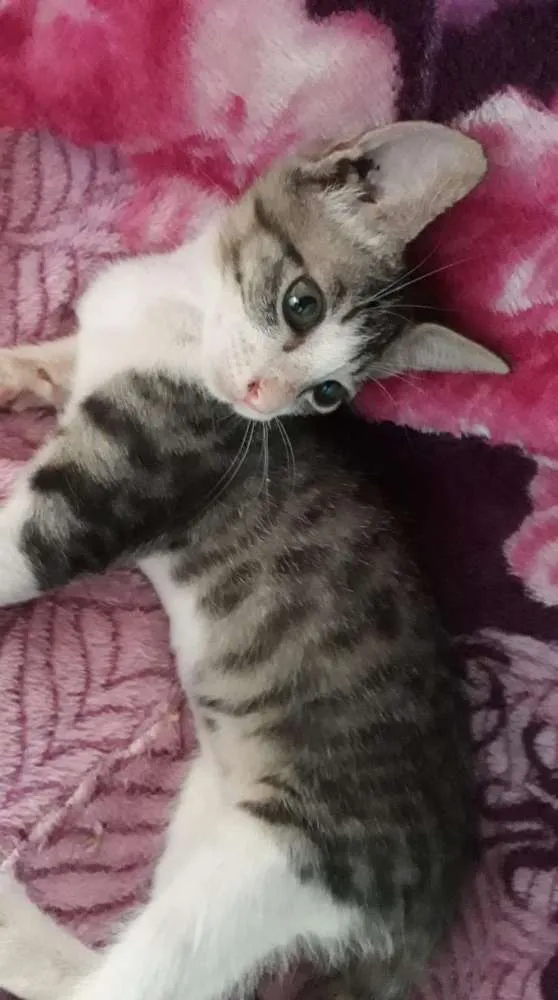 Gato ra a SRD idade Abaixo de 2 meses nome Sem nome 